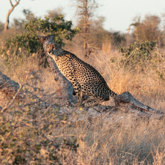 Parque Kruger en Sudáfrica