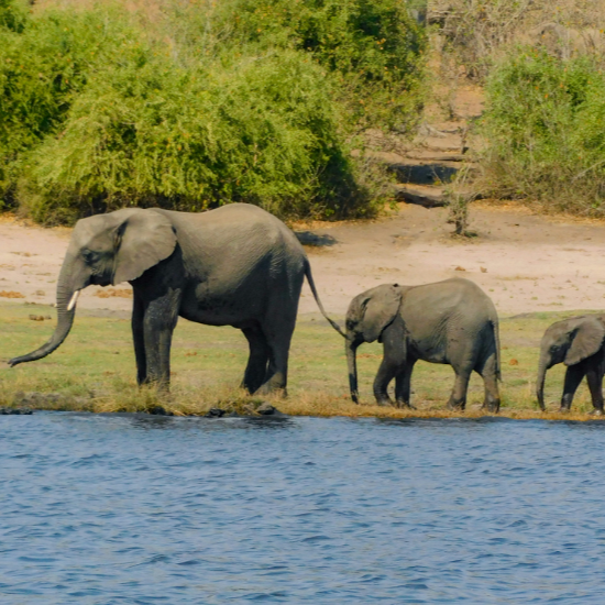 Parque Nacional Chobe